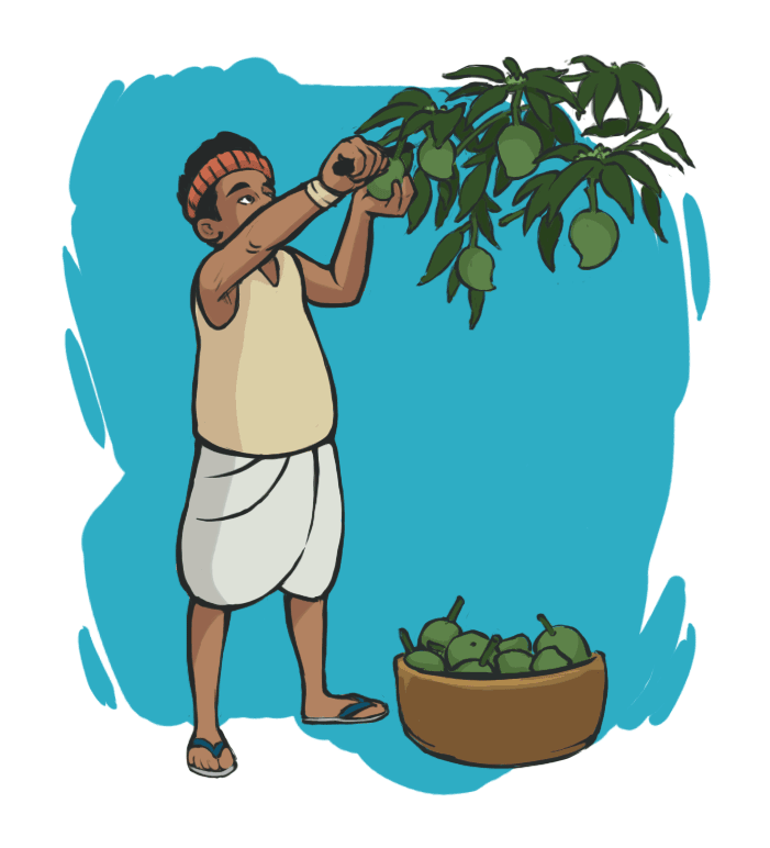 Mango plucking illustration for Rent Mango Tree