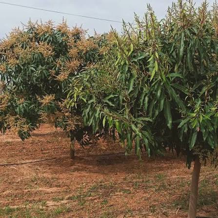 Flowering mango orchard managed by Kisaanu partners
