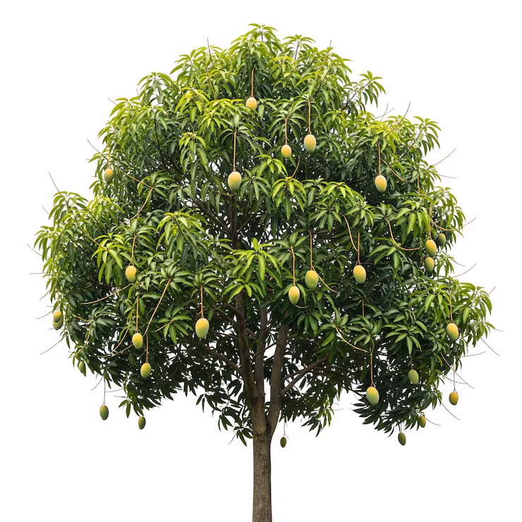 Mango tree laden with ripe mangoes